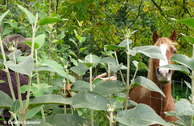 Illustration du colloque "Que peut la littérature pour les vivants ?" (2023)
